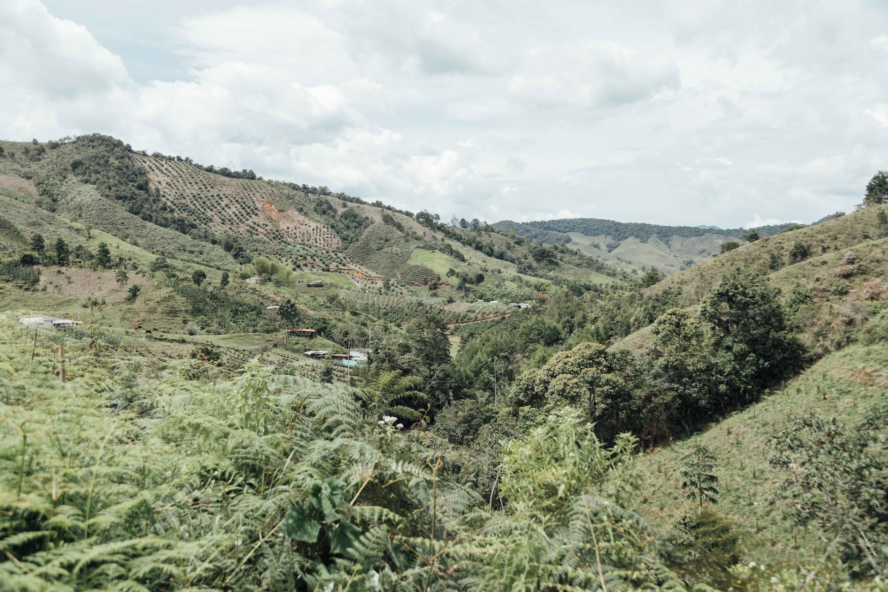 Colombia Hector Lopez Chiroso - Crafted for a Brighter Brew