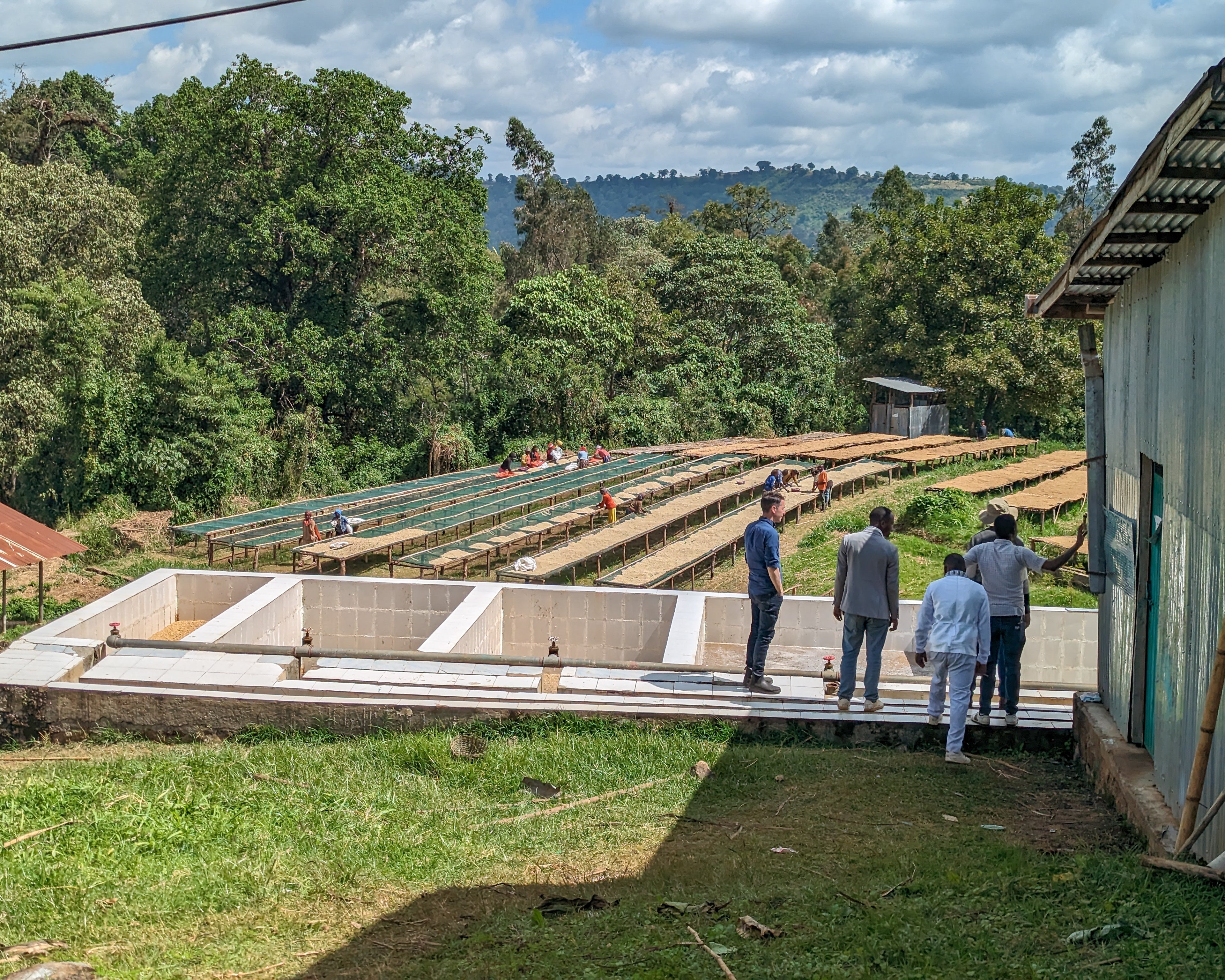 Ethiopia Layo Teraga - Freshly Roasted for Every Cup