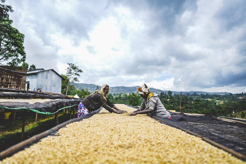 Ethiopia Arbegona Rumudamo Anaerobic Washed - Brew Something Remarkable