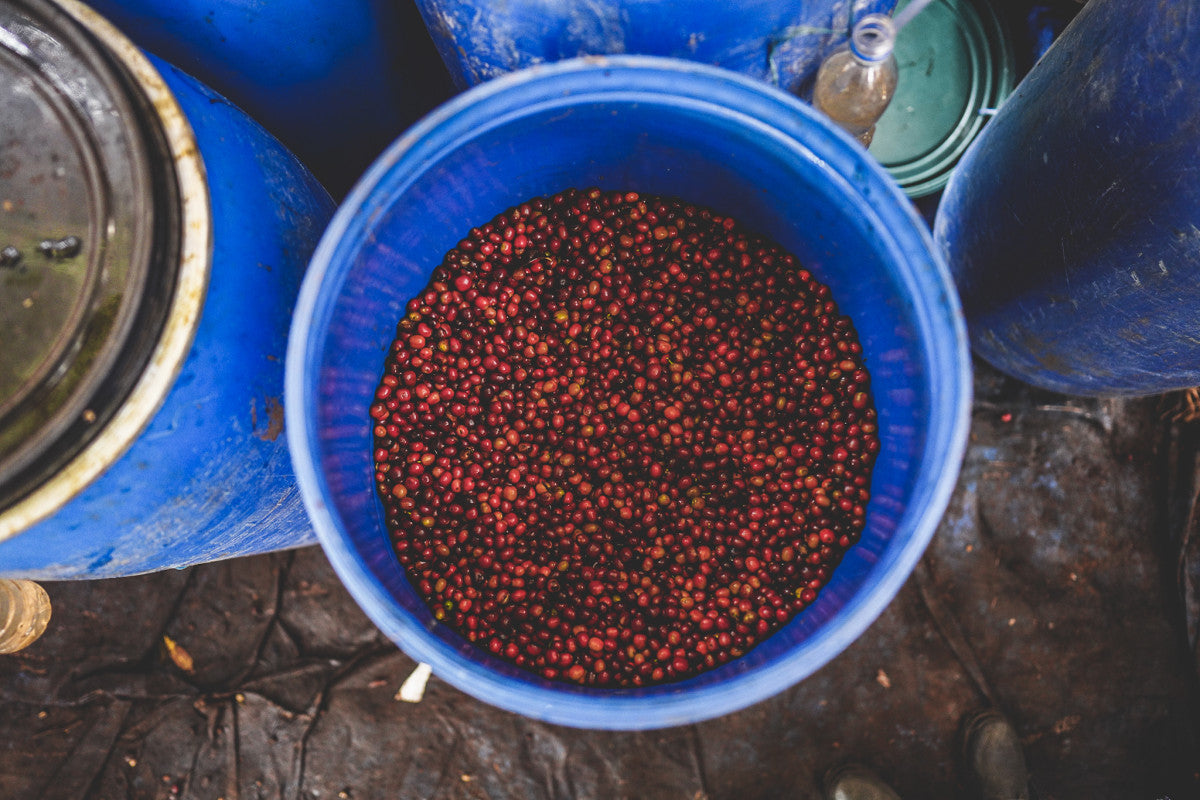 Ethiopia Arbegona Rumudamo Anaerobic Washed - Brew Something Remarkable
