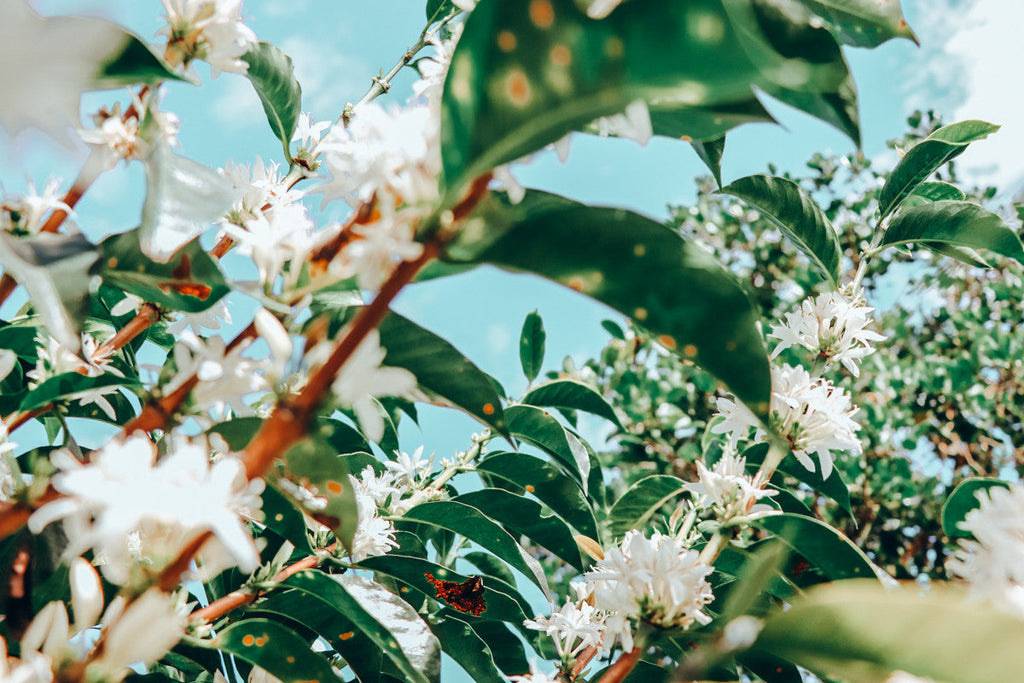 Colombia El Paraiso Cardamom Cloud - Small-Batch Flavor Worth Savoring