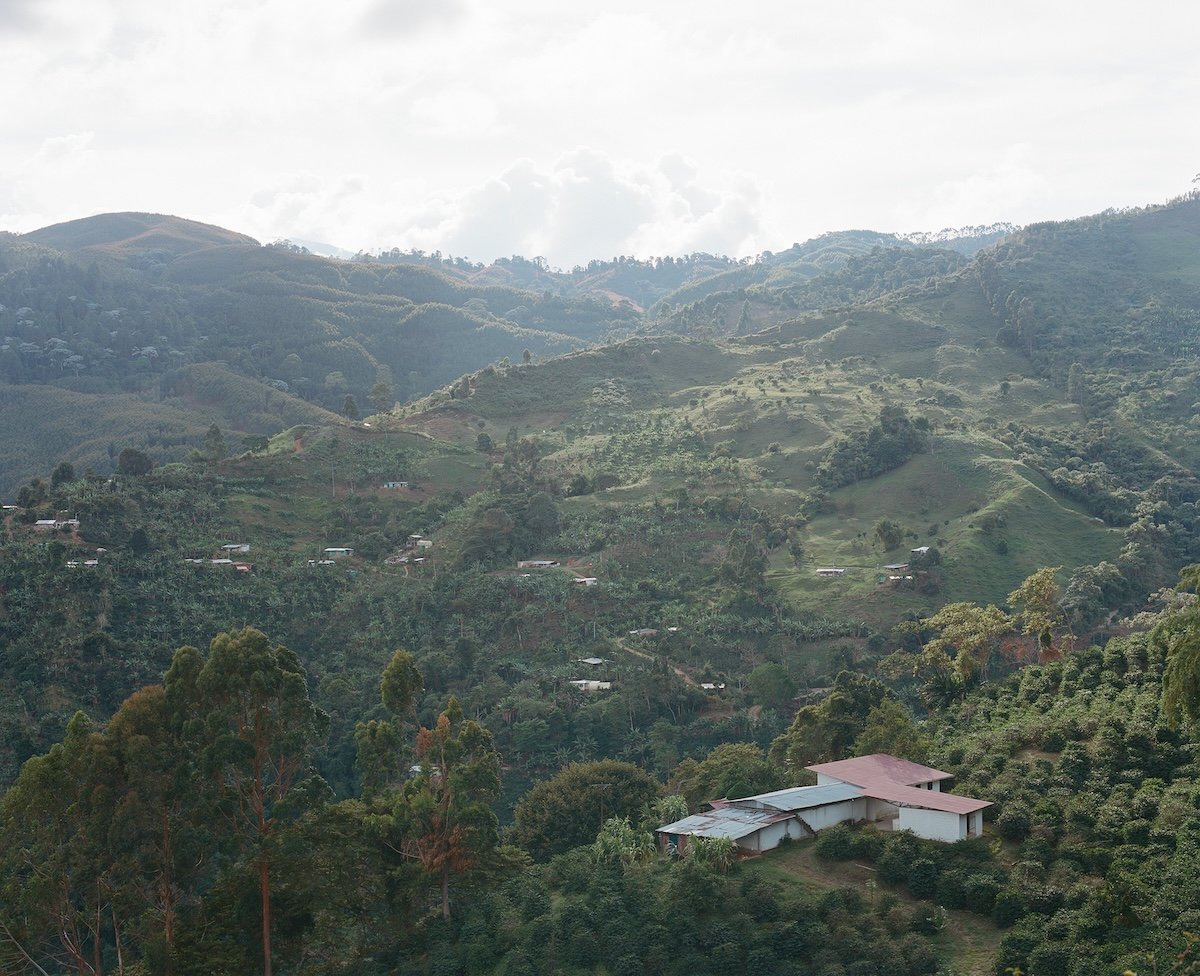 Colombia Yoiner Mosquera Pink Bourbon - Freshly Roasted for Every Cup
