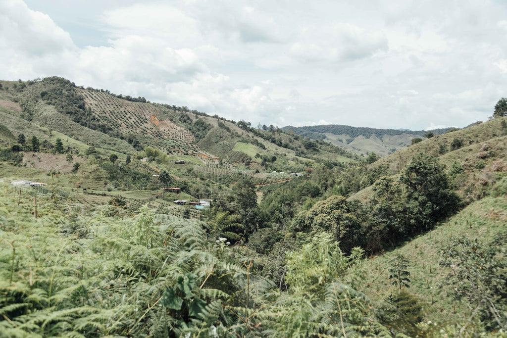 Colombia Hector Lopez Chiroso - Crafted for a Brighter Brew