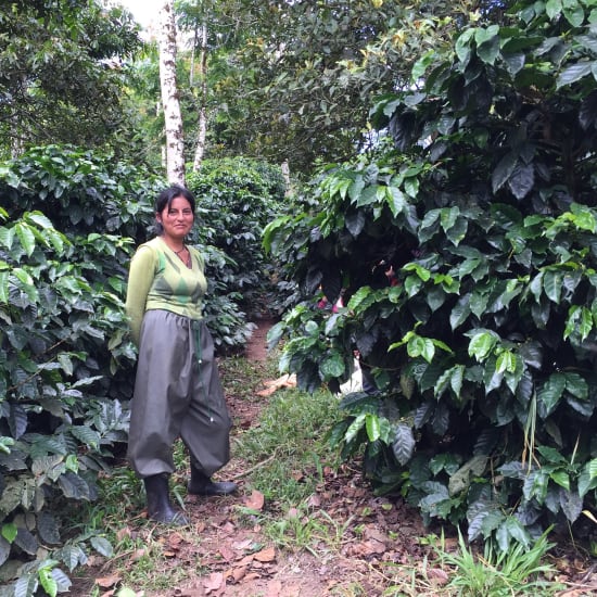 Ecuador Finca Hakuna Matata Typica Mejorado - A Smooth Pick for Coffee Lovers