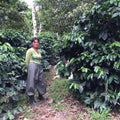 Ecuador Finca Hakuna Matata Typica Mejorado - A Smooth Pick for Coffee Lovers