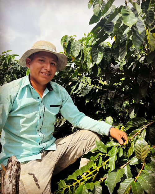 Bolivia Caranavi Rosita Geisha - Brew Something Remarkable