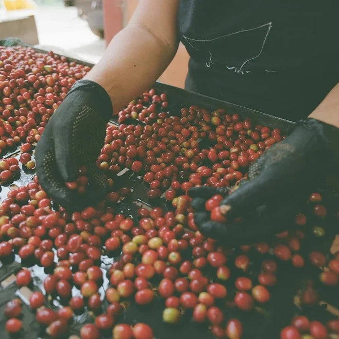Colombia Yoiner Mosquera Pink Bourbon - Freshly Roasted for Every Cup