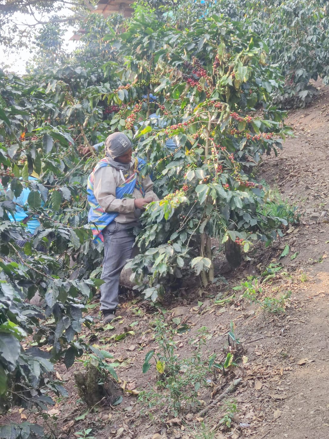 Peru Santa Teresa Sahuayaco - Cafe-Quality Flavor at Home