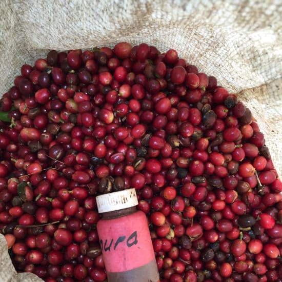 Ecuador Finca Hakuna Matata Typica Mejorado - A Smooth Pick for Coffee Lovers